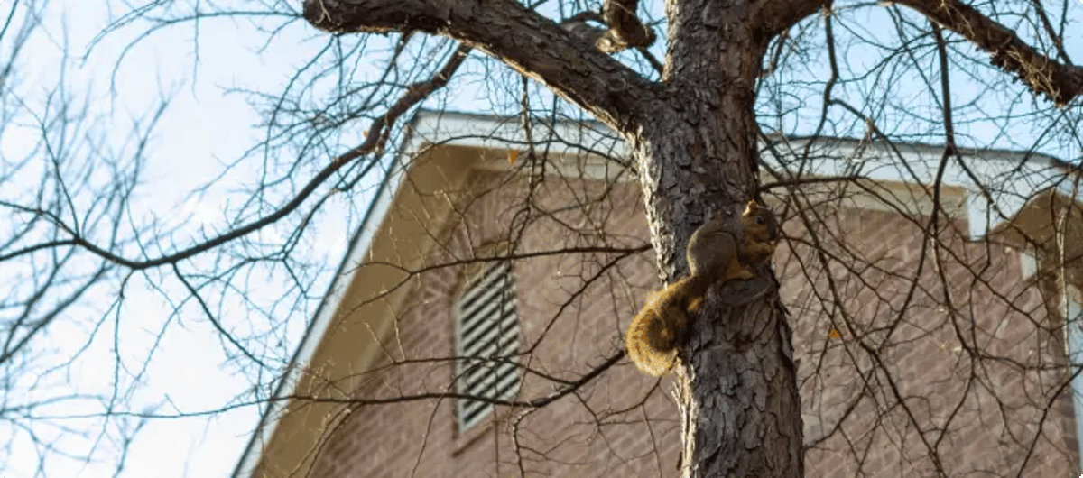 Trim Overhanging Branches